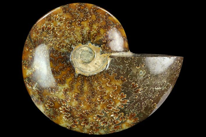 Polished Ammonite (Cleoniceras) Fossil - Madagascar #127216